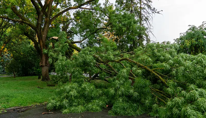 Broken tree limb blocking a paved path, highlighting professional tree service by North County Tree Care in Cornelius, NC
