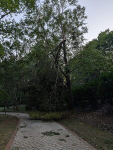 Tree Removal Cornelius NC